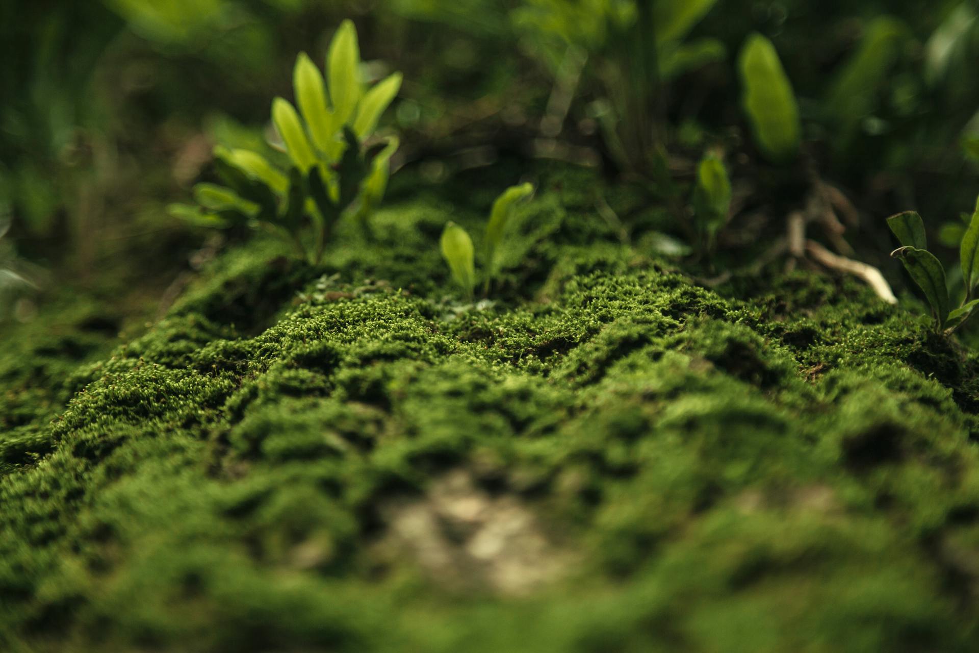 Wildlife Habitat