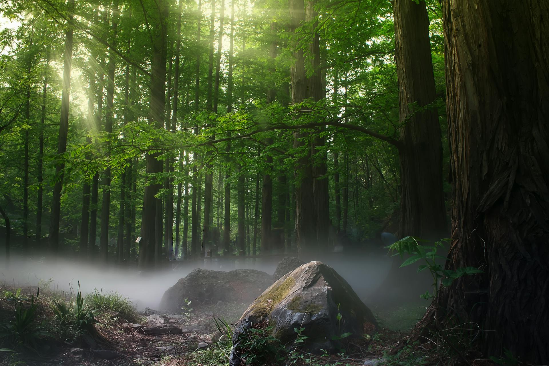 Forest Protection Zone
